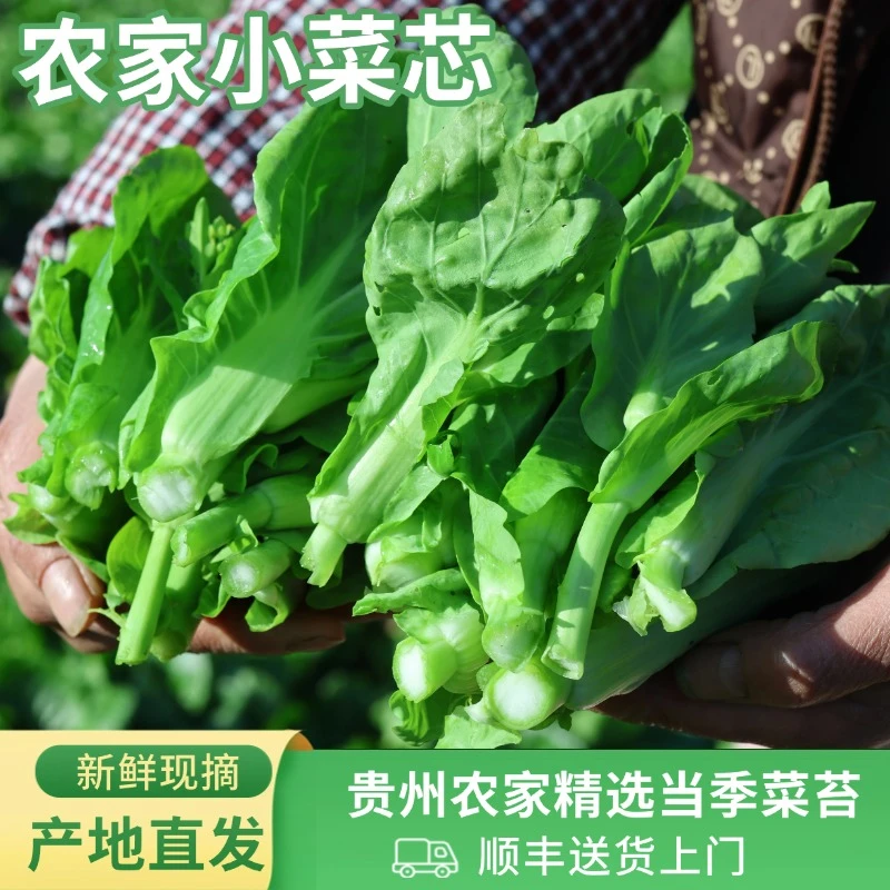 【顺丰包邮】贵州农家霜后新鲜白菜苔美味甜嫩小菜芯农户自种蔬菜