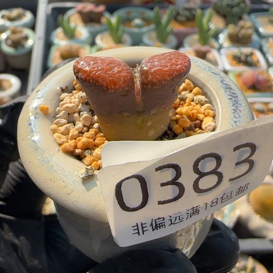 0383--一物一拍 带盆