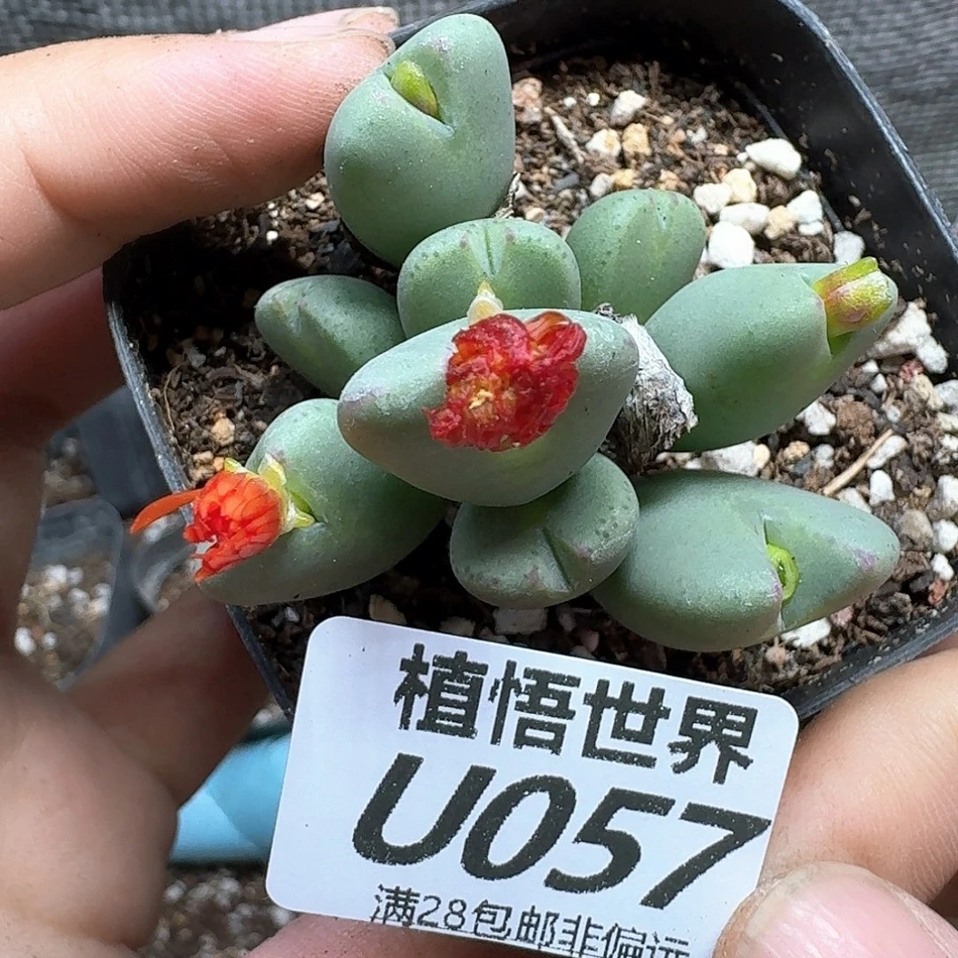 多肉植物的人生rghn