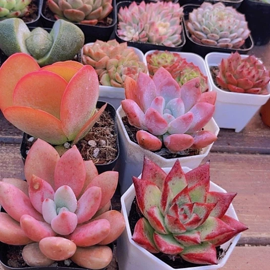 唐印➕奥普➕桃花源➕红乌木