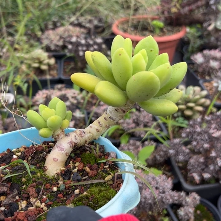 妖桩芒果奶～一物一拍0872