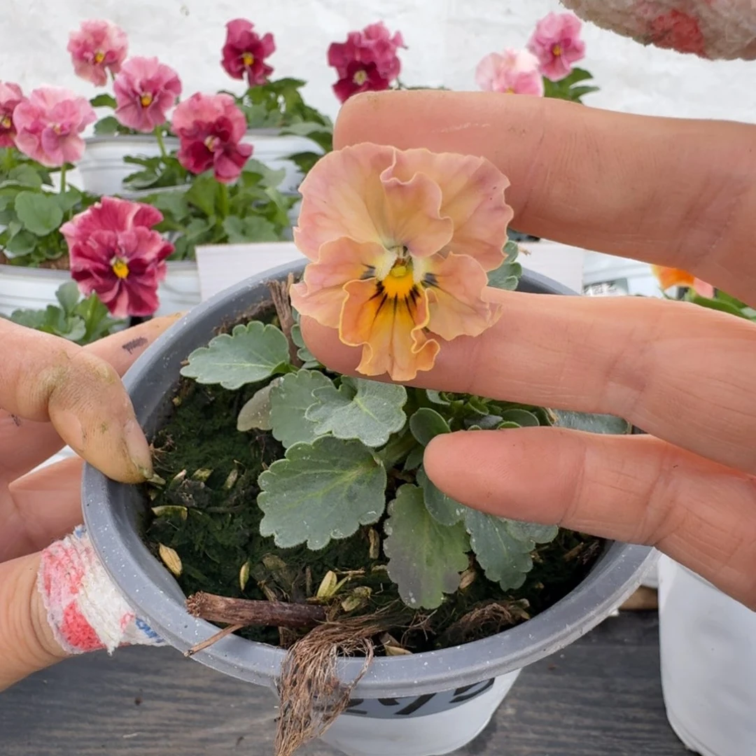 全部花朵275号角堇