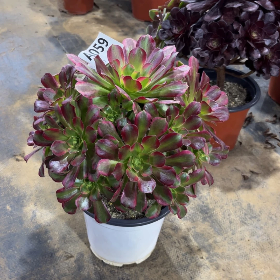 多肉植物安娜锦059多肉