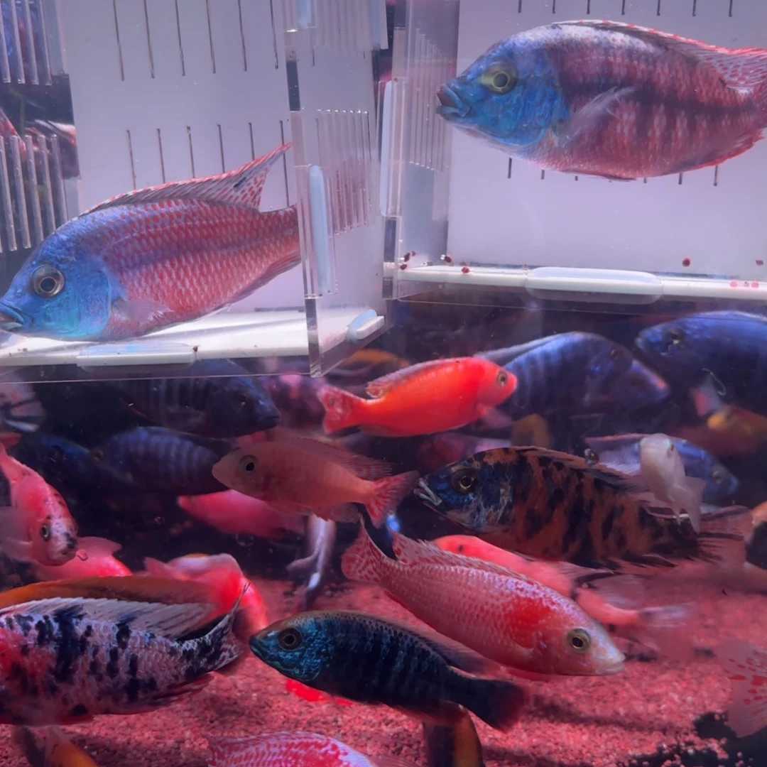 启***育慈鲷鱼直播66号2条