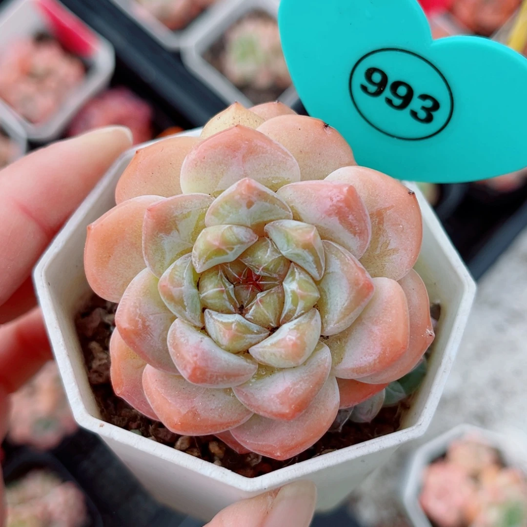 993号小老桩糖心群
