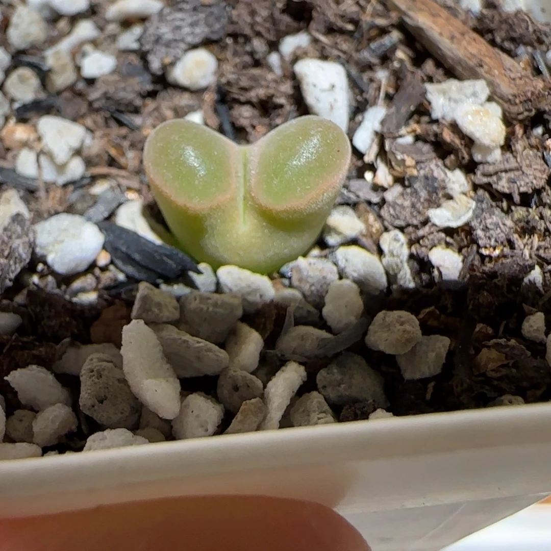 肉锥多肉植物百科-磁铁1309