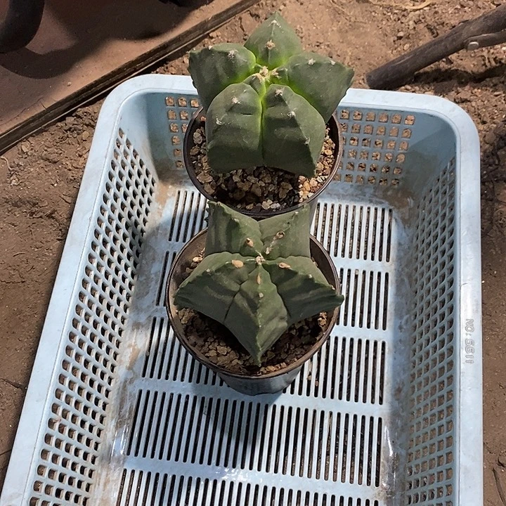 连***姐组合2棵实生带盆发货