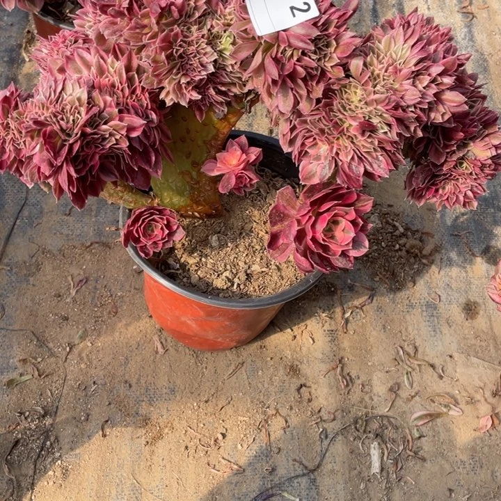 多肉粉女巫缀化472