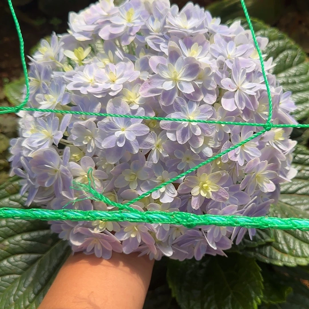 A***O绣球切花一物一拍3枝起包邮，39