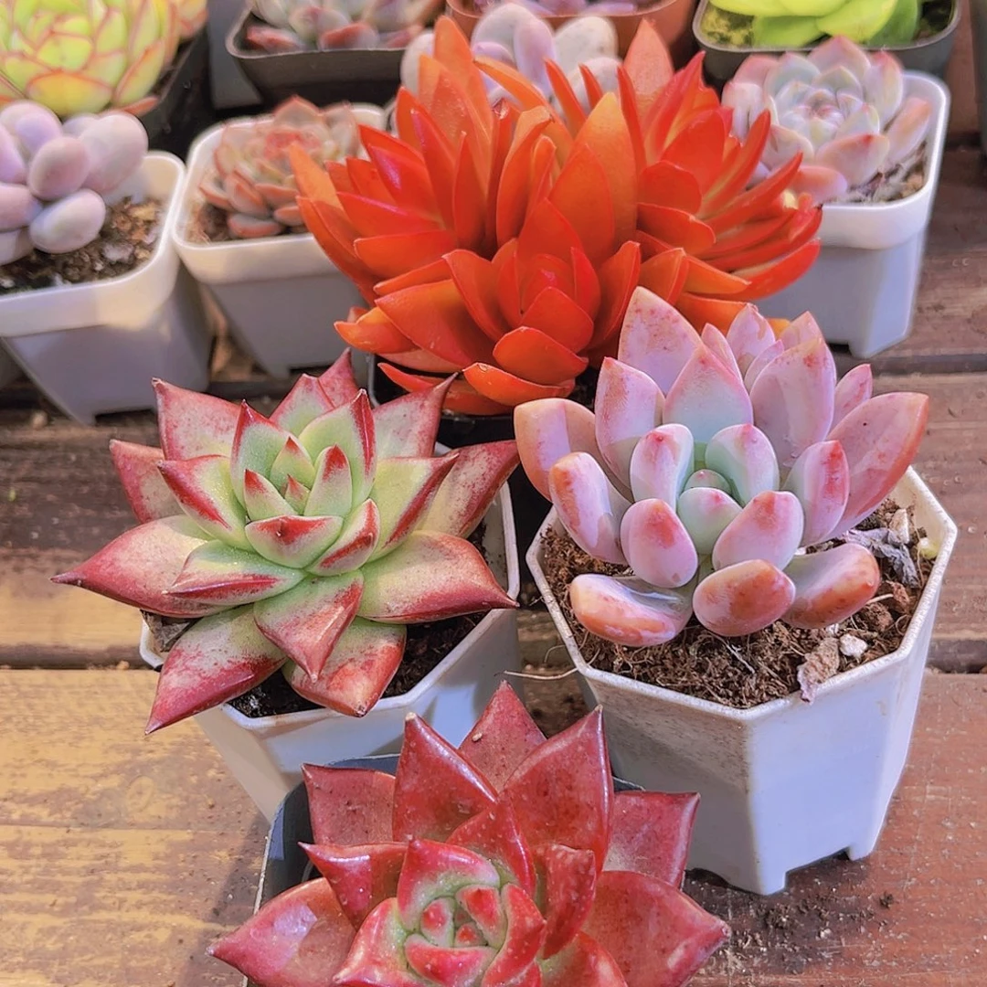 罗卡➕红乌木➕火祭群➕奥普