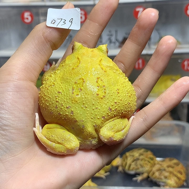 角蛙0739大蛋黄+盒