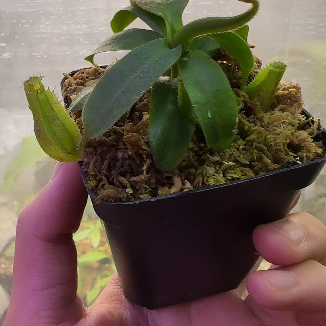 无花朵专拍HVB猪笼草