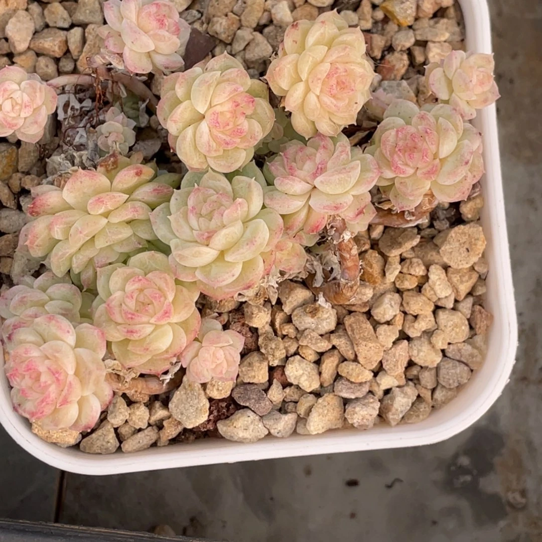 粉心白底小脸麦秆群生