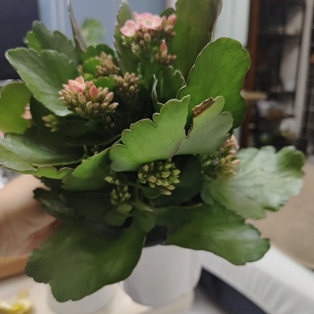 【多肉家】春晓长寿花单瓣130盆