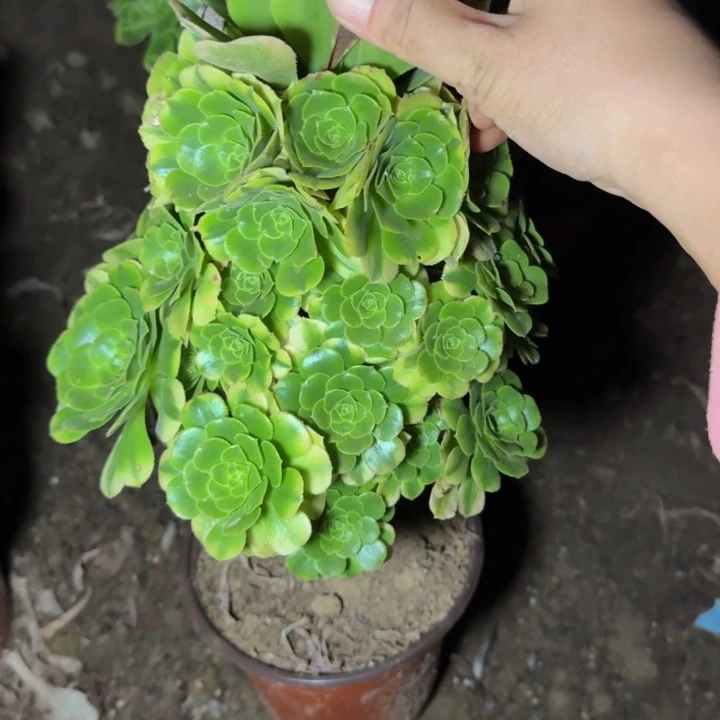 23809辛尼亚多肉植物