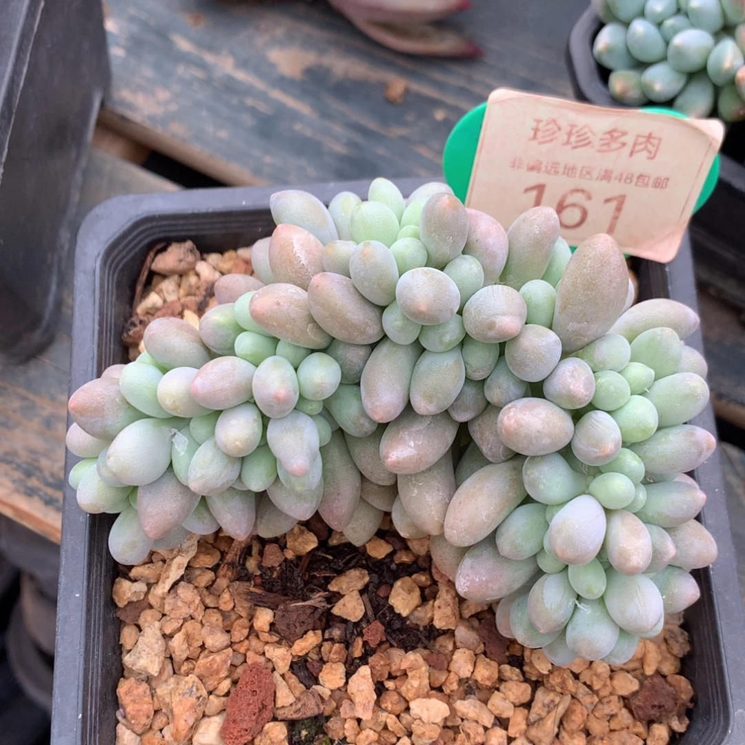 汤圆缀化一物一拍161