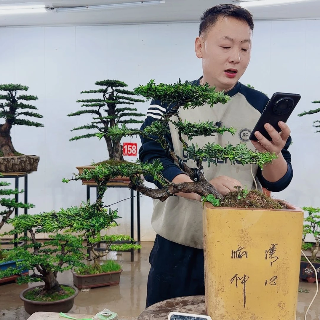 无花朵秋*语盆景制作过程非常