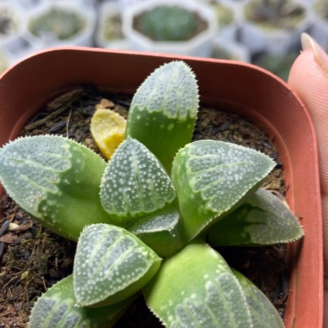 德鲁白实生寿一物一拍