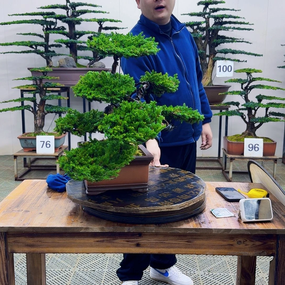 无花朵柏树造型盆景