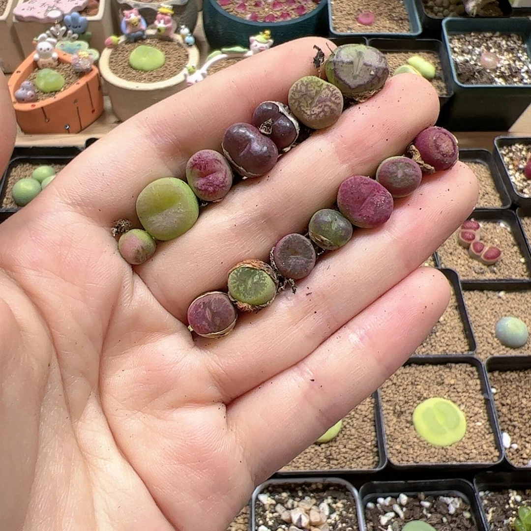 【闪购商品】273 福利