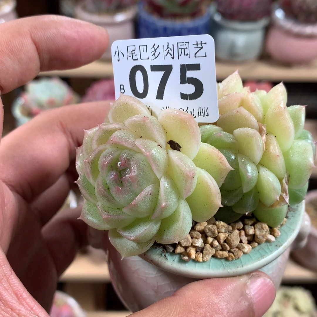 小尾巴多肉园艺5CM迷你拇指盆栽B075