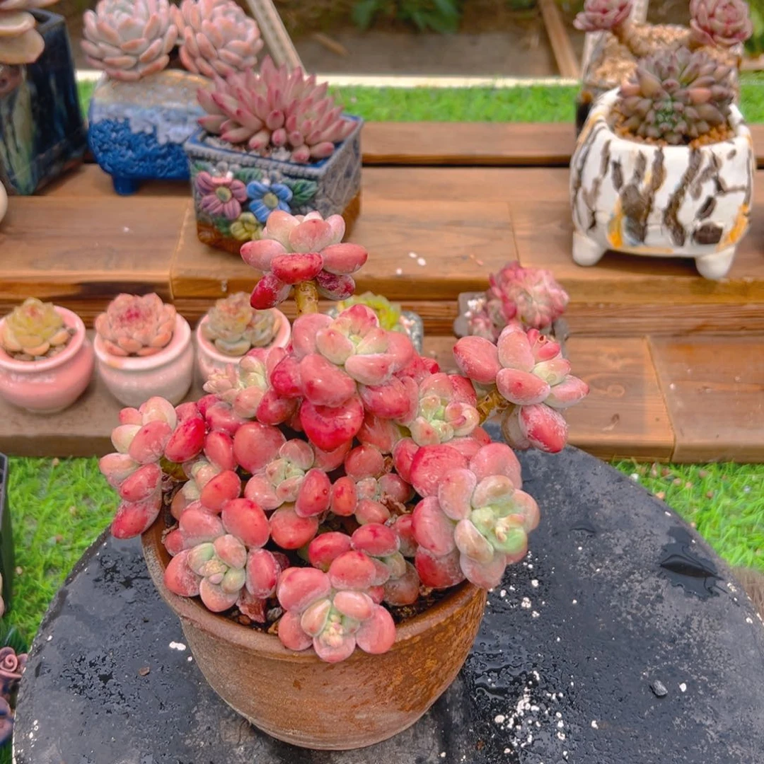 洛神精品一物一拍