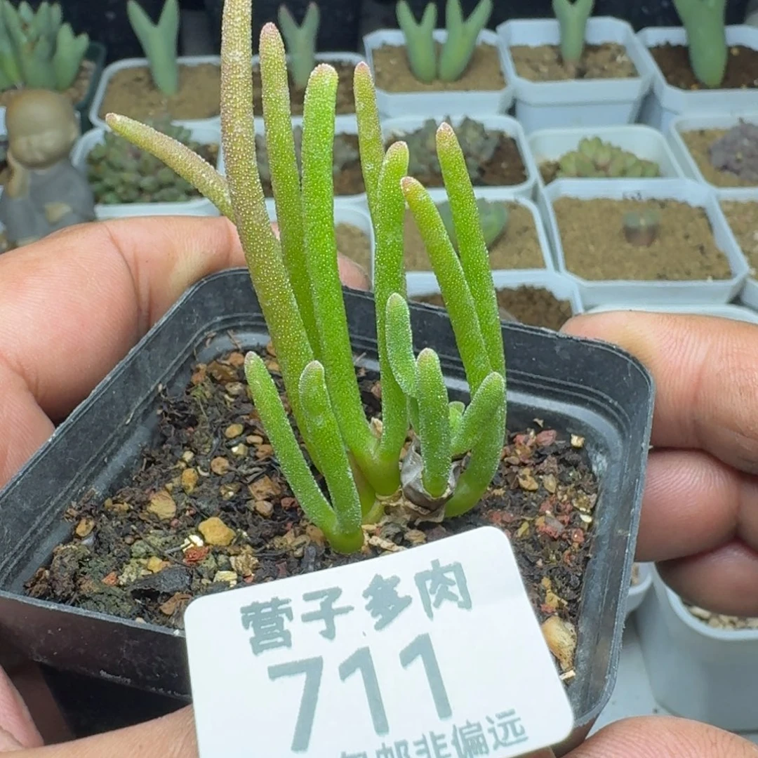 碧光环脱土。
