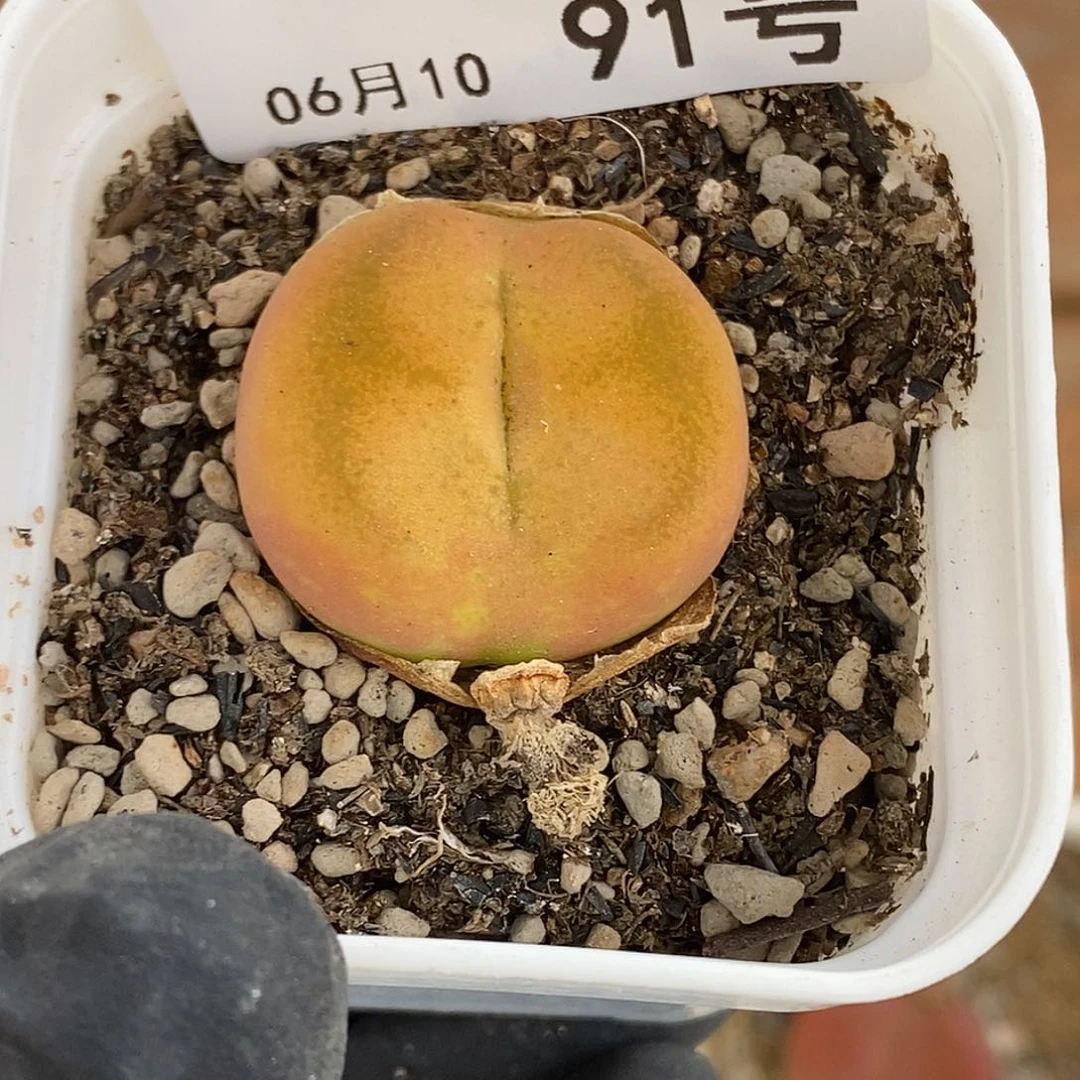 玉*汁桃喜花园0610-91蟠桃