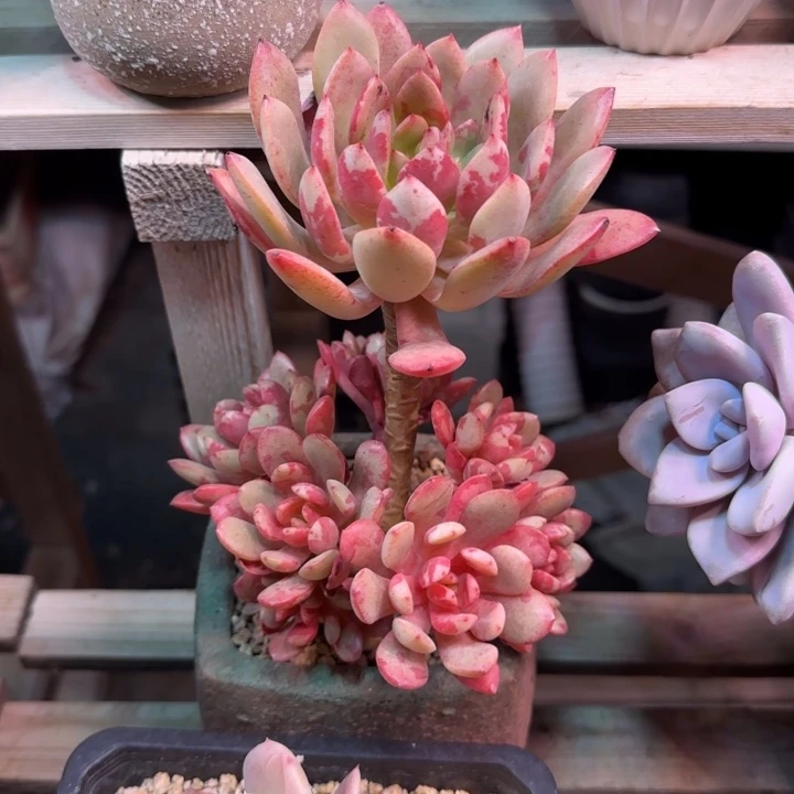 花旦多肉植物gouguanai