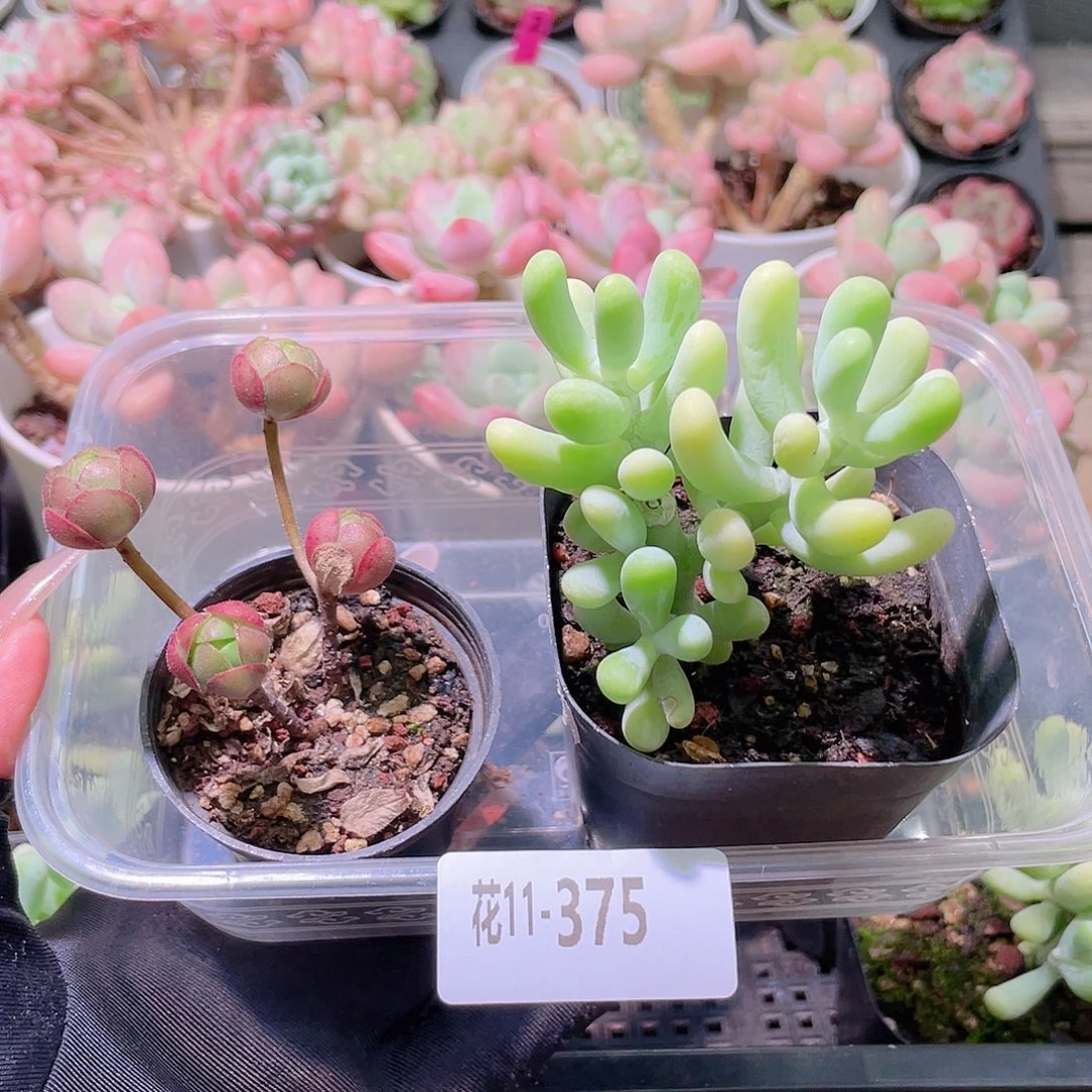 花利美11-375橄榄球玫瑰➕香蕉美人