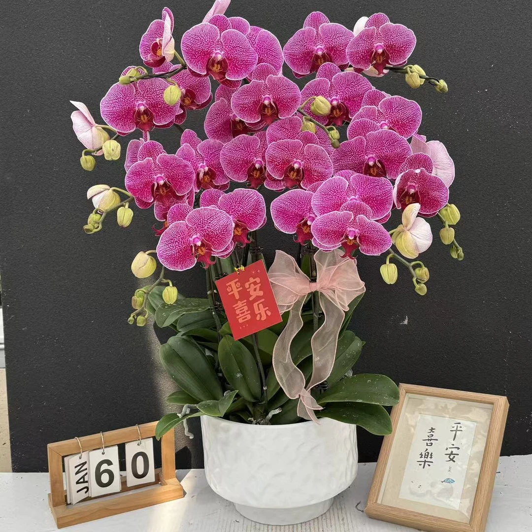 （大豹斑）稀有蝴蝶兰高端精美艺术组盆鲜花花卉