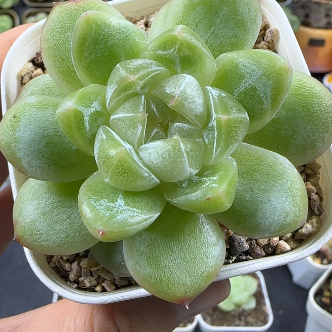 83东篱下多肉植物哈哈哈哈