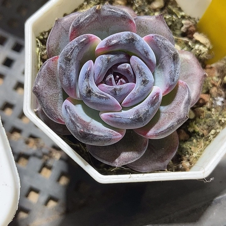 多肉植物黑橙959｜