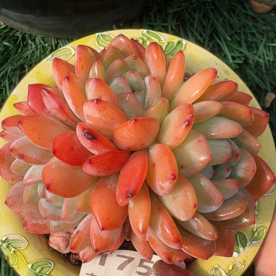 1753一物一拍（满28包邮）