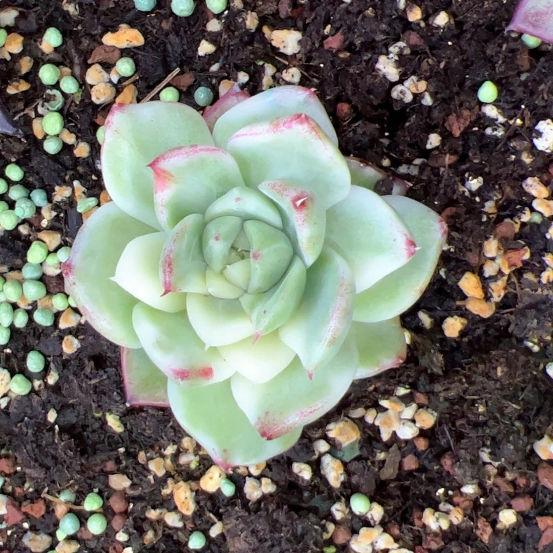 珍妮东云杂交个体，多肉植物