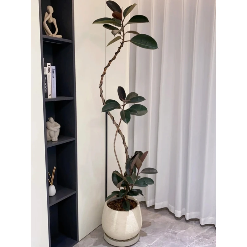 黑金刚橡皮树网红绿植室内客厅阳台绿植净化空气网红盆栽植物造型