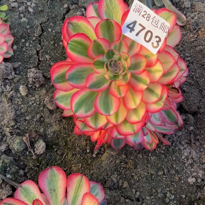 4703南荔枝多肉植物