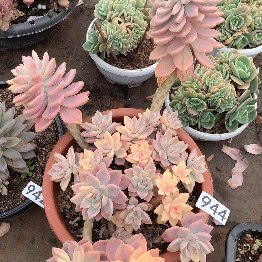 944淡雪锦 一物一拍多肉