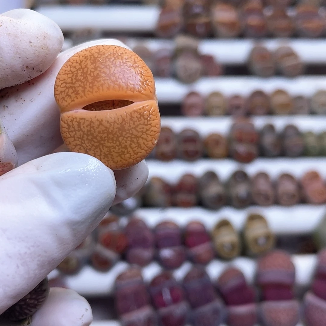 安*602 好看………………………………