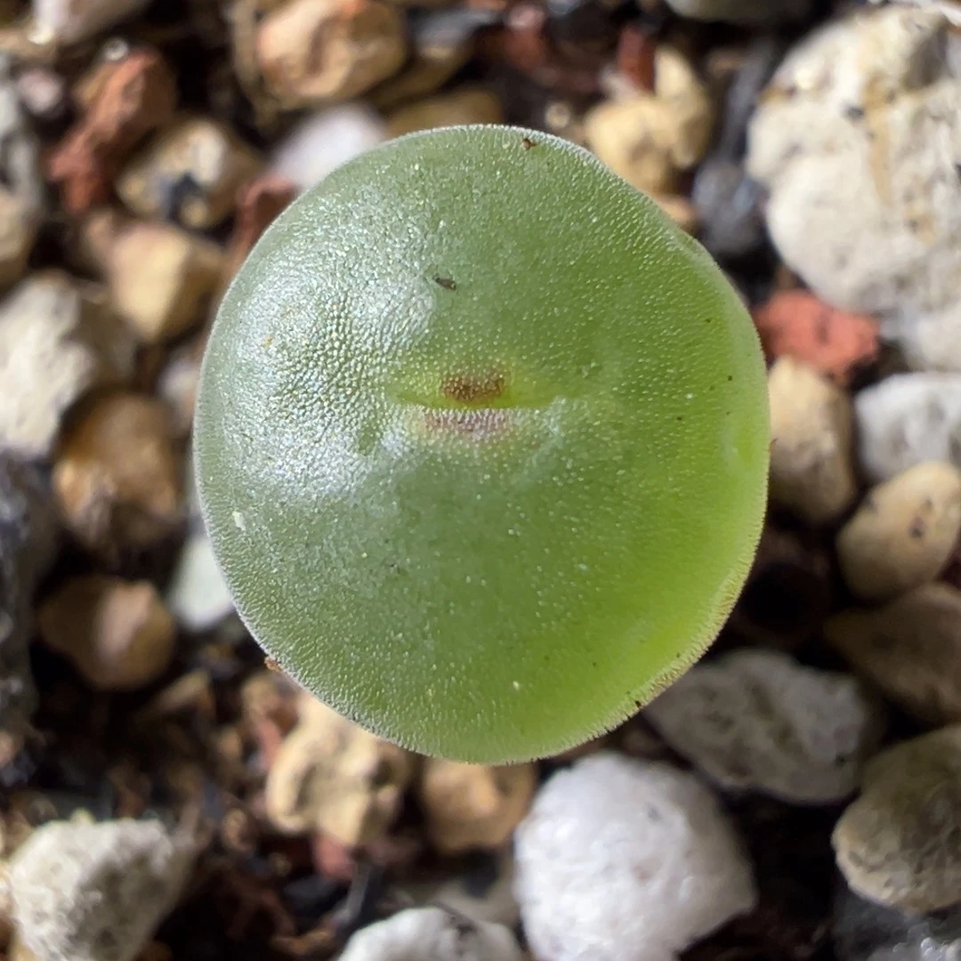 粉红女郎纽扣母本一物一拍