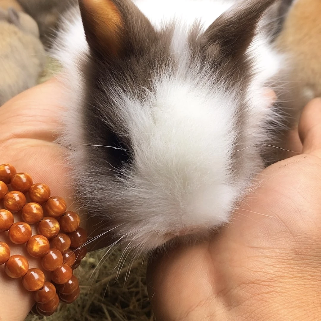 猫猫兔巧克力白色双拼猫猫