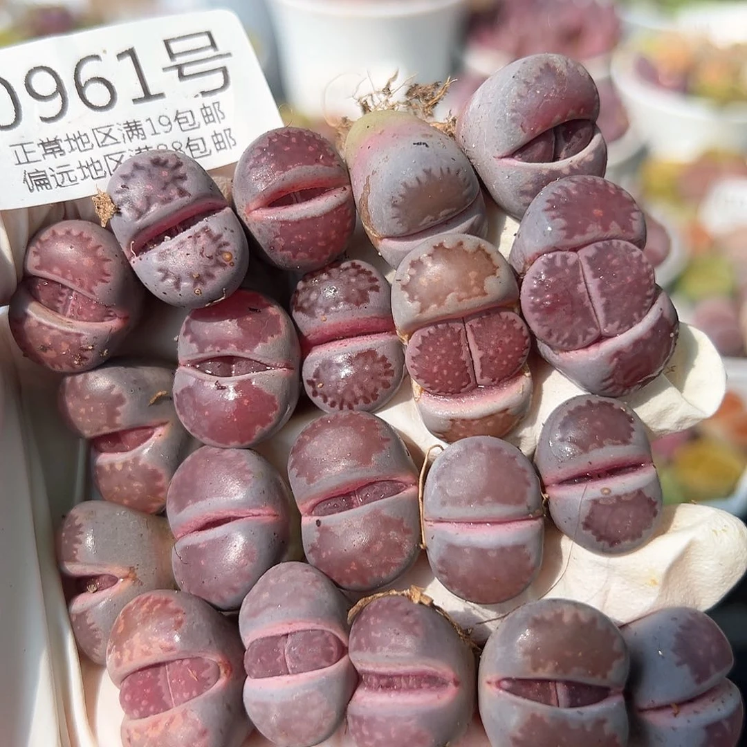 好养易活生石花大母本0961共20颗