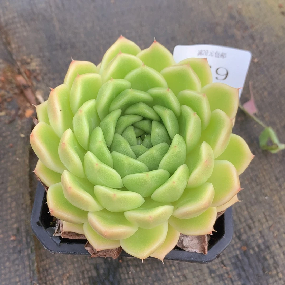 【闪购商品】云469号