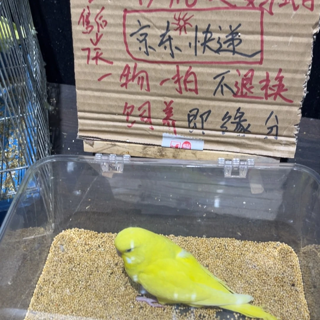 虎皮鹦鹉特色大头虎皮鹦鹉幼鸟，一物一拍不退换