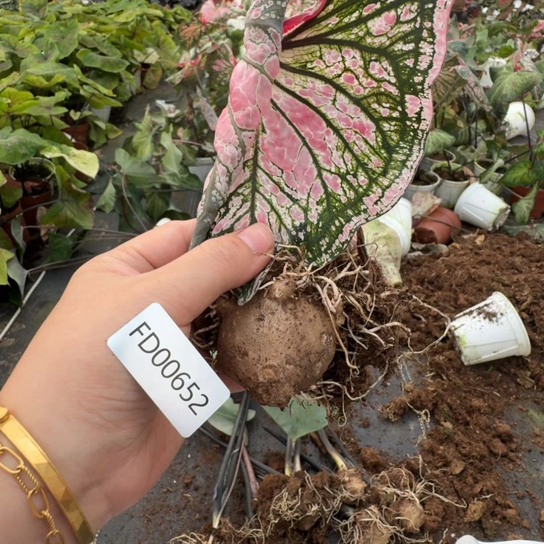 无花朵胡椒薄荷   00652