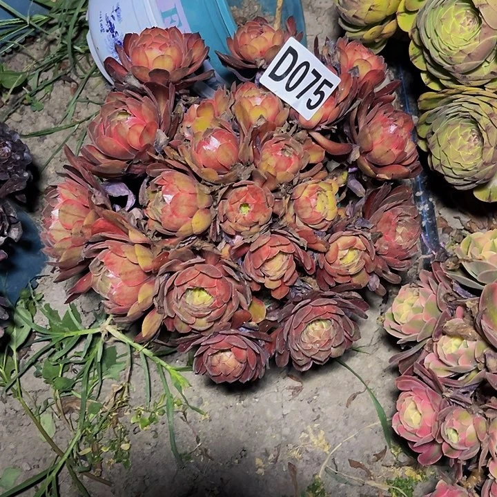 七彩万圣节14-1包邮