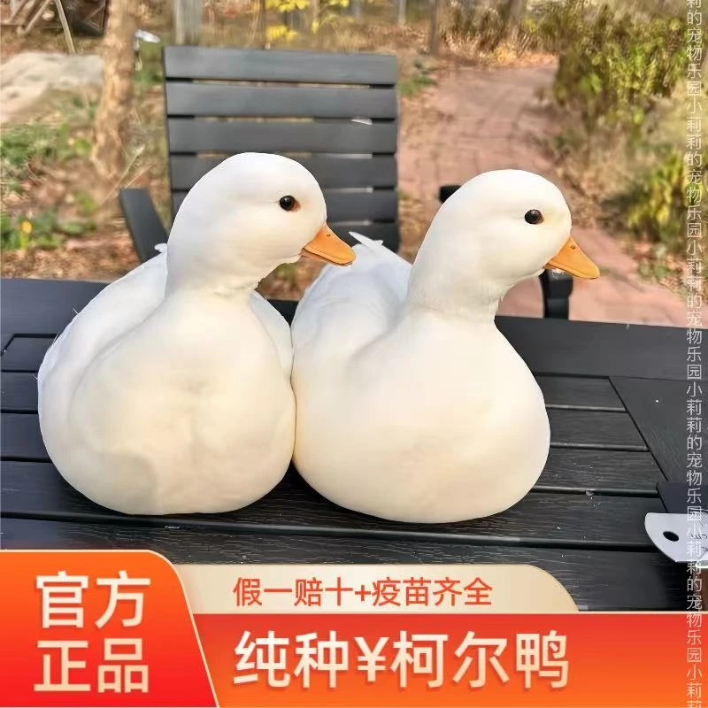 正宗柯尔鸭活宠物幼崽网红鸭子赛级柯尔鸭成年科尔鸭宠物鸭柯尔鸭
