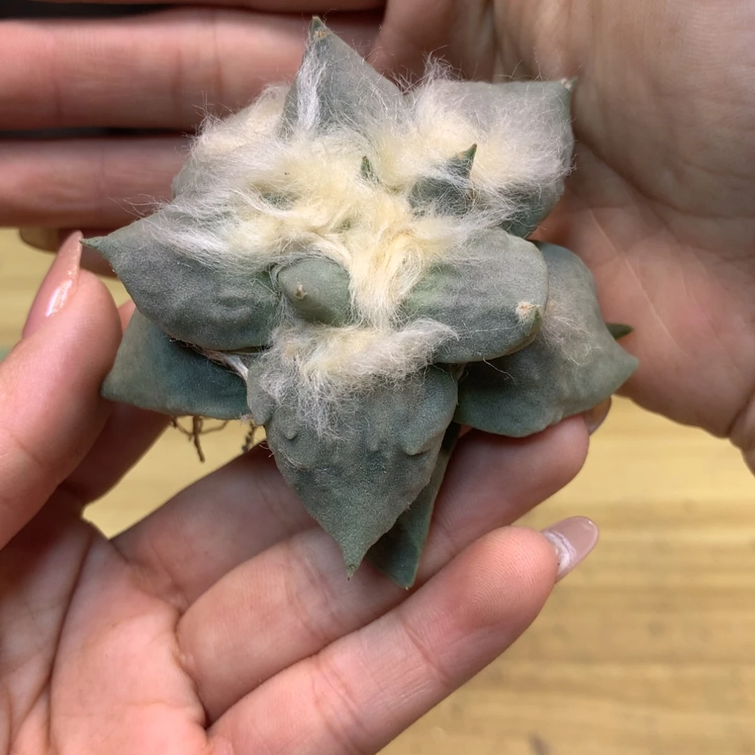 20号 自根 青瓷怒涛岩牡丹7公分