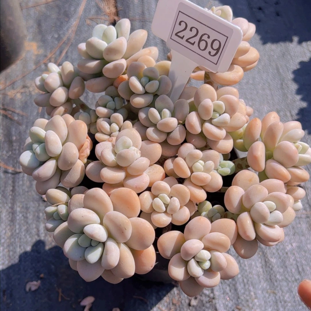 ?****✨洛神2269一物一拍