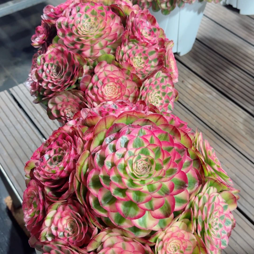 多肉植物发货发货